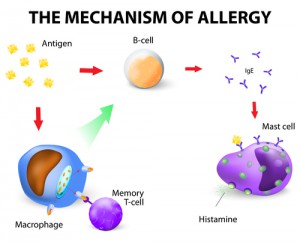 Mechanism of allergy. Vector diagram. allergy is the result of an aberrant immune response towards harmless antigens. IgE binds to receptor on mast cells, leading to degranulation of mast cells and typical allergic symptoms, such as itching or sneezing.